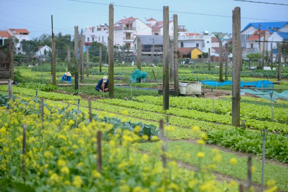 Nông sản đang có hàng
